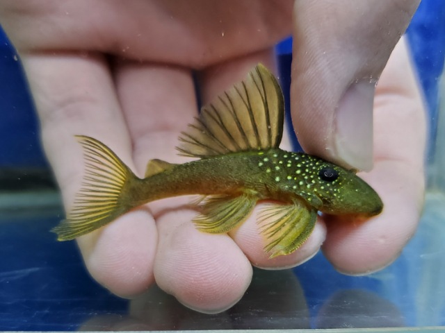 ゴールデンブルーフィンペコルティア