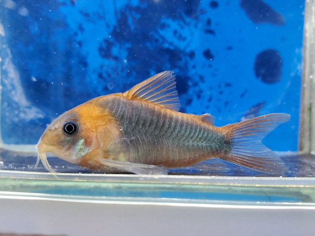 コリドラス　スーパーエクエス　大特価！