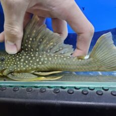 レモンフィンペコルティア　2026年1月入荷！