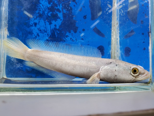 プラチナカムルチー