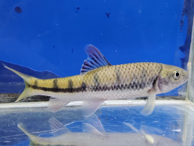 中国レインボーバルブ