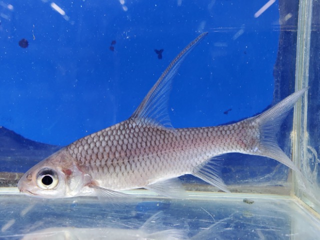 ボルネオハイフィンバルブ