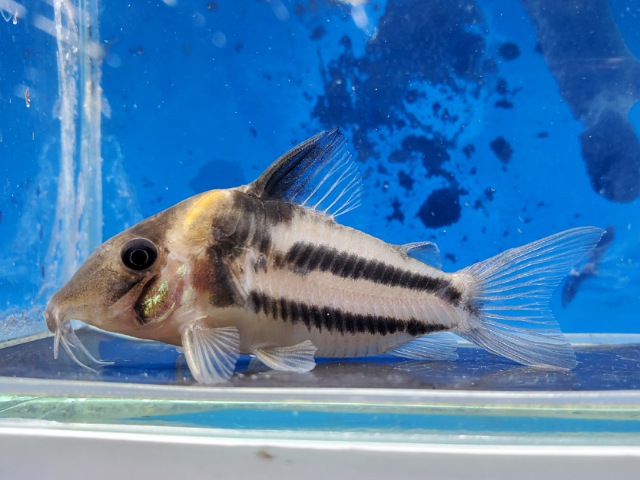 コリドラス　ビファシアータス　大特価！