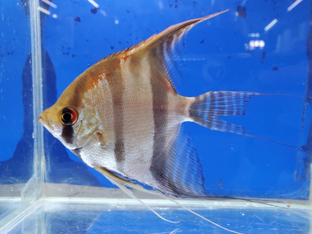 スカラレエンゼル