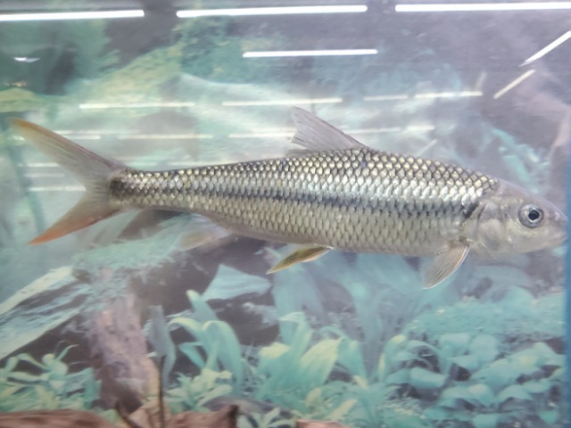 中国ハナマガリ