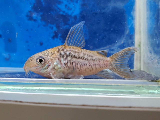 コリドラス　パンタナルエンシス