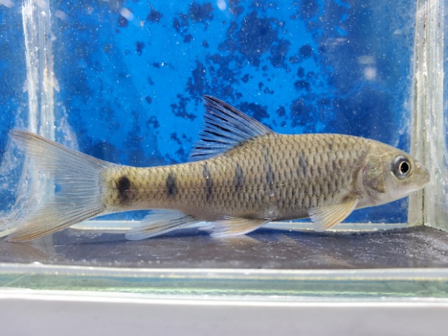 スレンダータイガーフィッシュ