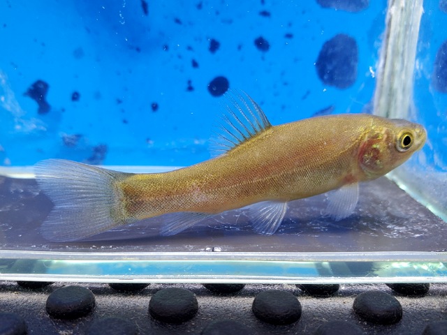 ティンカティンカ