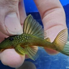 ゴールデンブルーフィンペコルティア　2026年1月入荷！