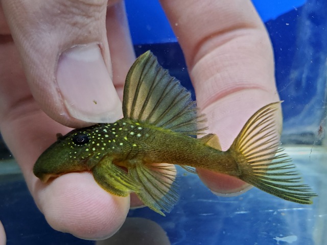 ゴールデンブルーフィンペコルティア　2026年1月入荷！