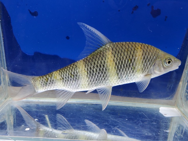 中国クラウンバルブ