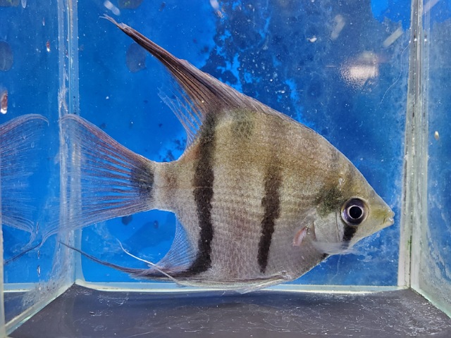 ドゥメリリィエンゼル