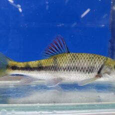 中国レインボーバルブ　1　2026年1月入荷！