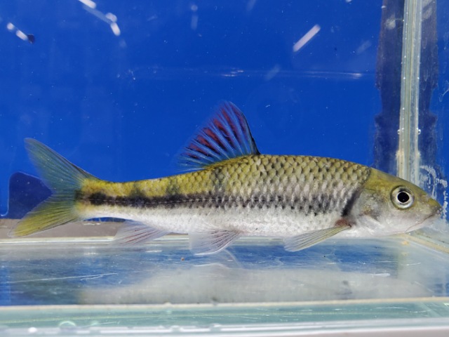 中国レインボーバルブ　1　2026年1月入荷！