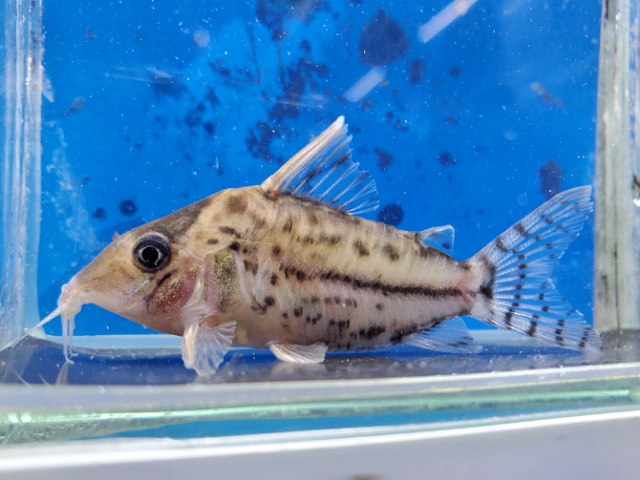 コリドラス　スーパープルケール