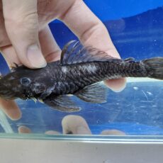 マツブッシープレコ　2　2026年1月入荷！