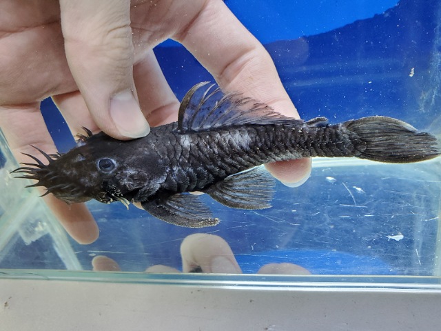 マツブッシープレコ　2　2026年1月入荷！