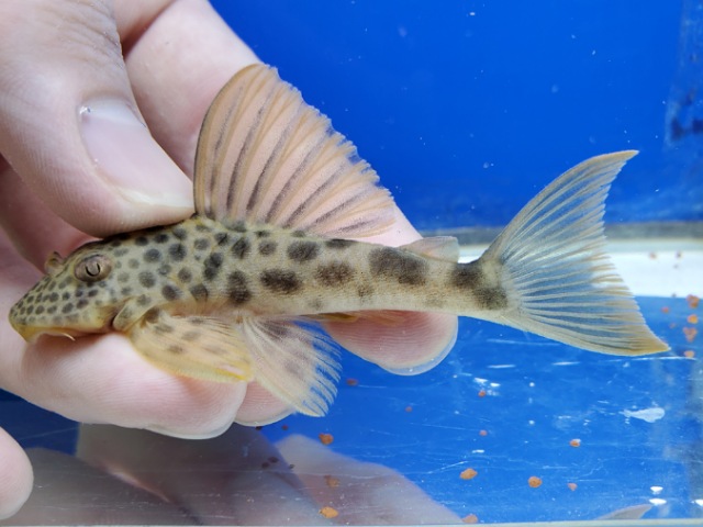 ビッグスポットタイガープレコ