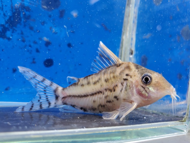 コリドラス　スーパープルケール