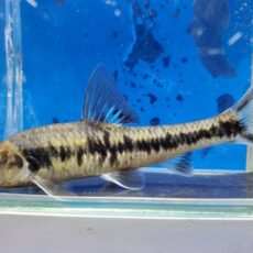 サルコケイリクティス　ニグリピンニス　ベトナム　2026年1月入荷！