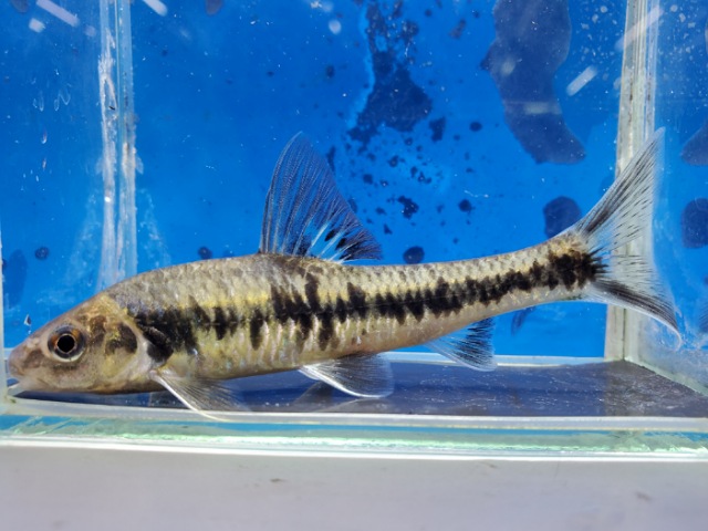 サルコケイリクティス　ニグリピンニス　ベトナム　2026年1月入荷！