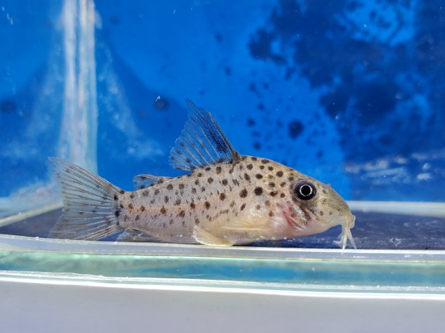 コリドラス　レナ