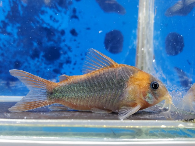 コリドラス　スーパーエクエス