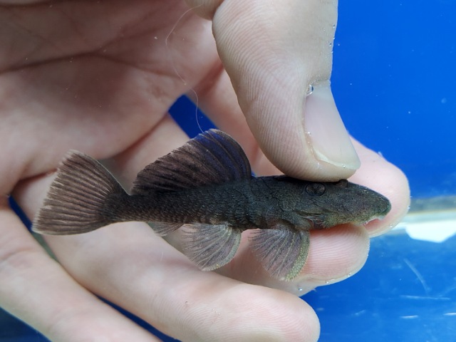 オリーブグリーンダルマプレコ