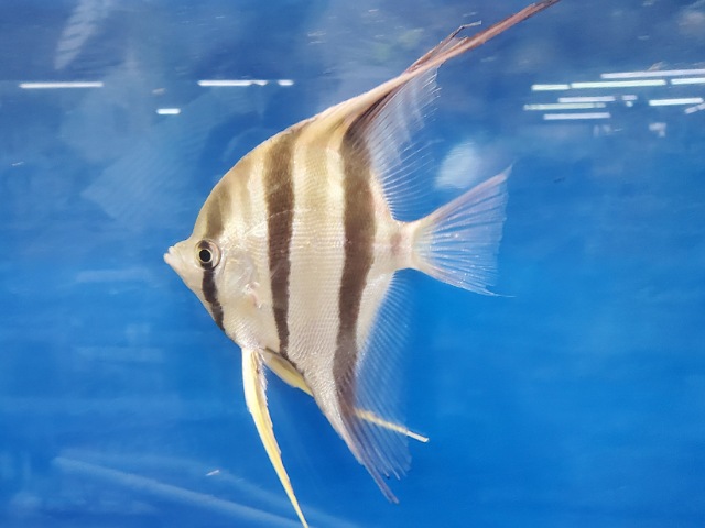 ネグロアルタム