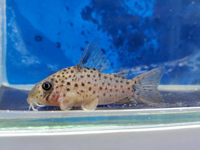 コリドラス　レナ　ブリード　2026年1月入荷！