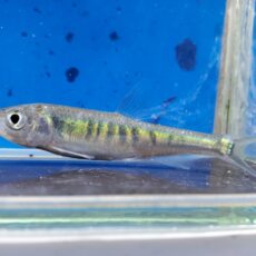 ペールチャブ　2026年1月入荷！