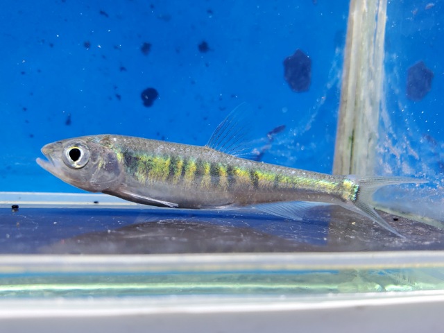 ペールチャブ　2026年1月入荷！