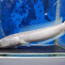 プラチナカムルチー　2026年1月入荷！