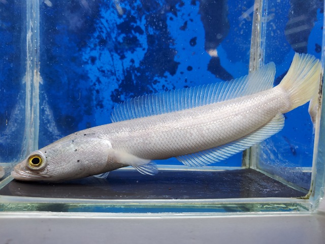 プラチナカムルチー　2026年1月入荷！