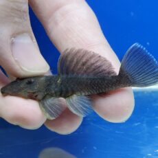 オリーブグリーンダルマプレコ　2026年1月入荷！