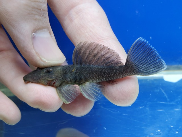 オリーブグリーンダルマプレコ　2026年1月入荷！