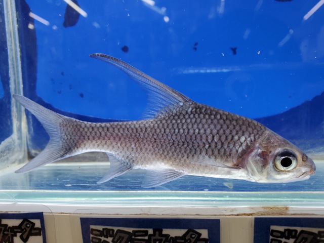 ボルネオハイフィンバルブ