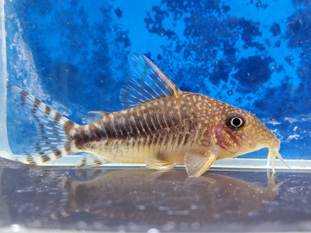 コリドラス　ロングノーズゴッセイ