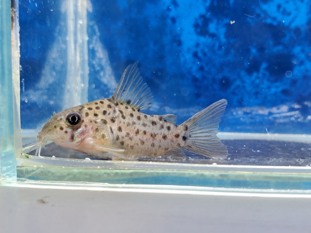 コリドラス　レナ