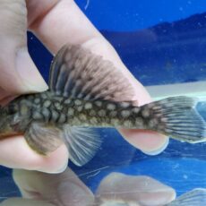 バリアンシストルス sp. L109　2026年1月入荷！