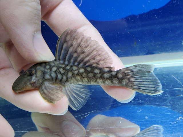 バリアンシストルス sp. L109　2026年1月入荷！