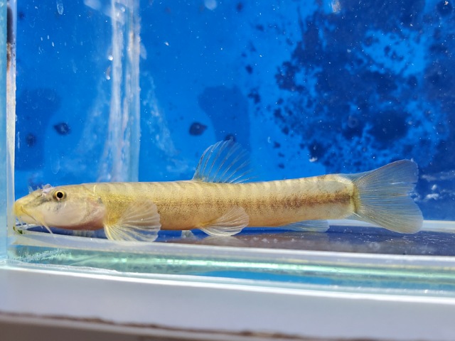 チャイニーズレオパードローチ　2026年1月入荷！