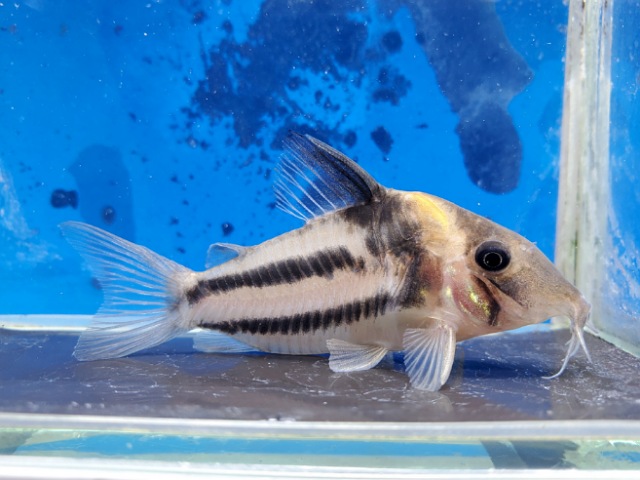 コリドラス　ビファシアータス