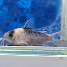 コリドラス　ナイスニー　ブリード　2026年1月入荷！