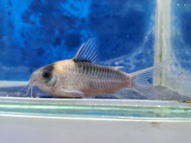 コリドラス　ナイスニー　ブリード　2026年1月入荷！