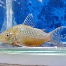 コリドラス　ゲリィ　2026年1月入荷！