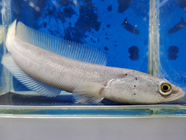 プラチナカムルチー