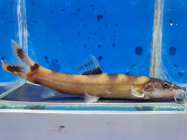 レプトボティア sp.