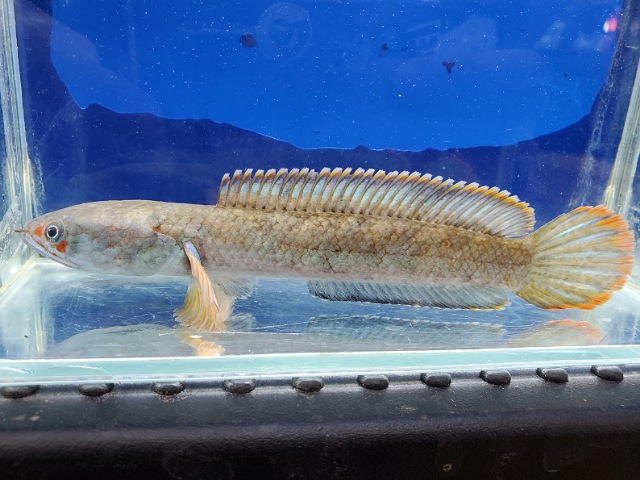 アイズファイヤースネークヘッド