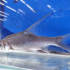 ボルネオハイフィンバルブ　2　2026年1月入荷！